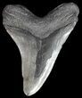 Megalodon Tooth - Massive Tooth! #43037-2